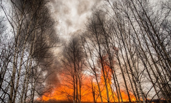 В ХМАО пять лесных пожаров из семи локализованы