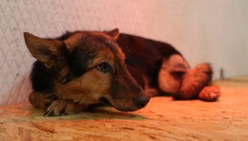 В двух городах ХМАО догхантеры выбросили на улицу более десятка трупов собак