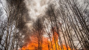 В ХМАО пять лесных пожаров из семи локализованы