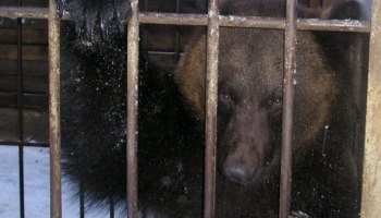 В ХМАО медведица Машенька одной из первых пробудилась после зимней спячки